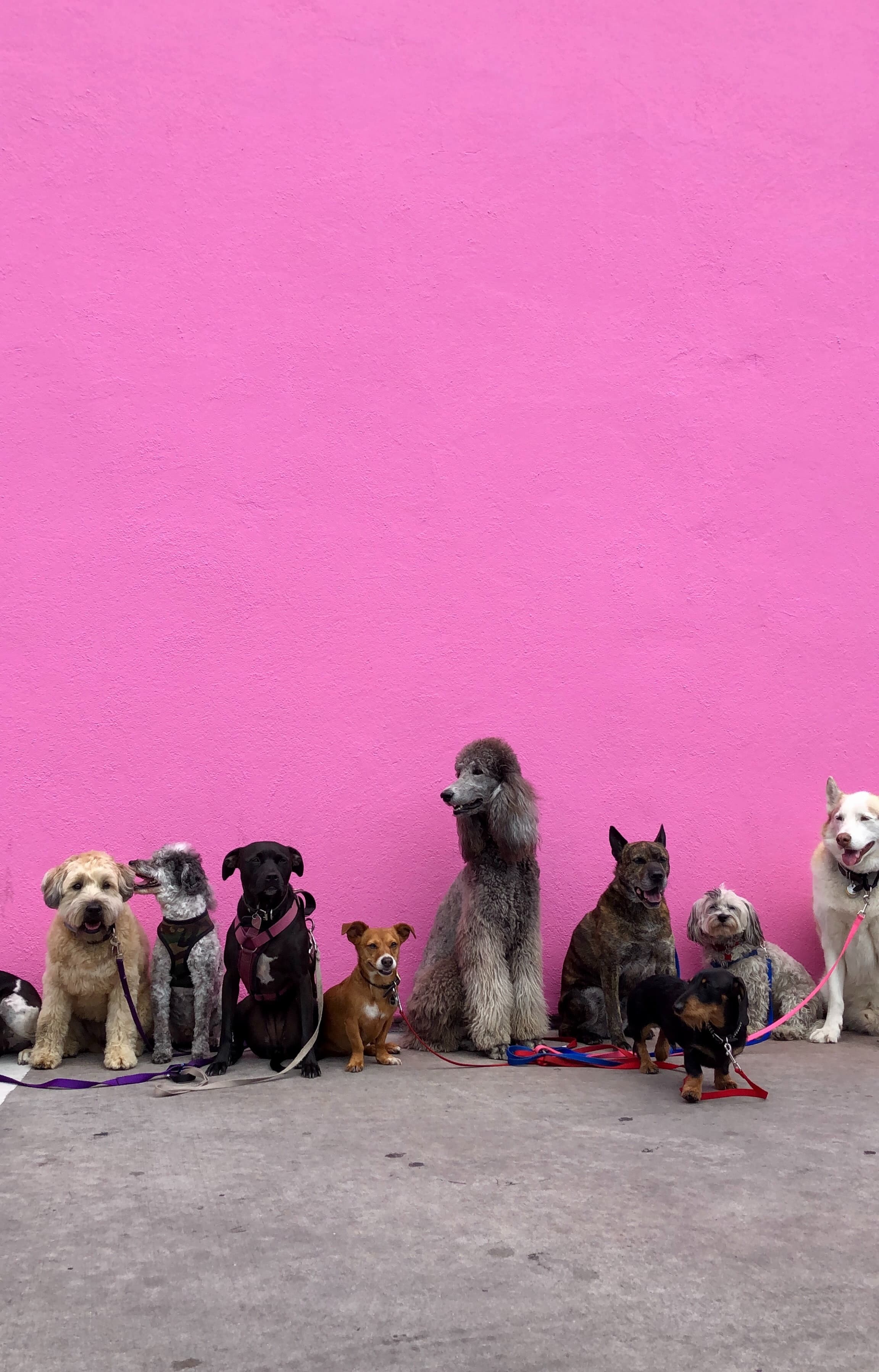 Persona cuidando a su perro en el hogar